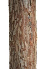 Kerstboom 180cm Houten Stam | Premium | OP=OP, Diversen, Kerst, Ophalen of Verzenden, Nieuw