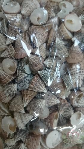 Echinellopsis schelpen ca. 1 cm 1 kilo Grandi, Hobby en Vrije tijd, Ophalen of Verzenden, Nieuw