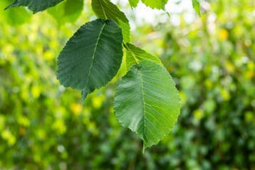 Ulmus glabra Camperdownii hoogstam