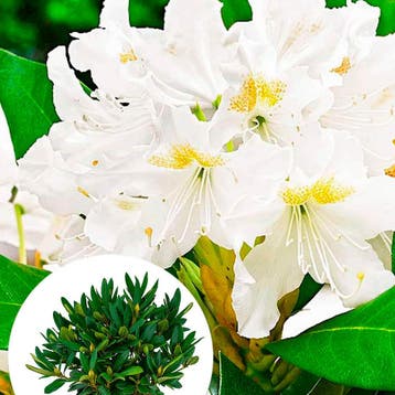 Rhododendron catawbiense Cunninghams White” container, Verzenden, Overige soorten, Struik