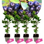 Aronia Viking + Pot 9cm 4 stuks, Verzenden, Halfschaduw