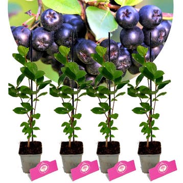 Aronia Viking + Pot 9cm 4 stuks, Verzenden, Halfschaduw
