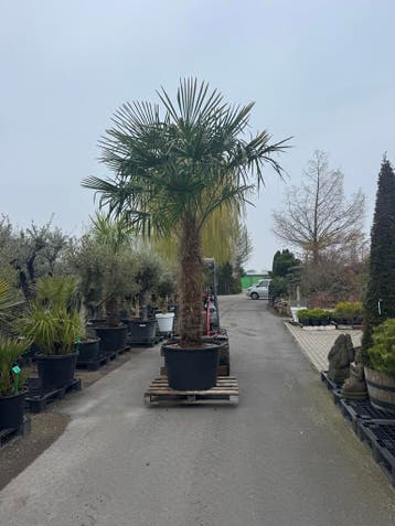 Na zomerdeal korting 15%+gratis palm!! Palmboom winterhard, Tuin en Terras, 100 tot 250 cm, Zomer, Palmboom, Ophalen