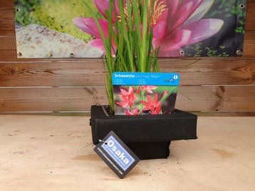 Osaka drijfmand 25cm voor plantenmand 18x18 (Vijverplanten), Ophalen of Verzenden, Nieuw