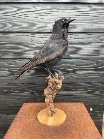 Zwarte kraai Taxidermie volledige montage - Corvus corone-