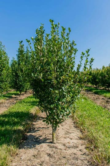 Crataegus x lavalleei Carrierei meerstammig