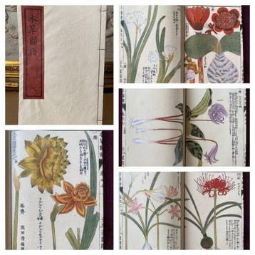 Tsunemasa Iwasaki - - Illustrated Compendium of