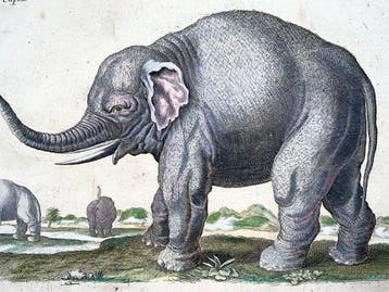 Matthäus Merian (b1593) - hand coloured folio: Elephants -
