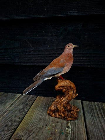 palm tortel Taxidermie volledige montage - Spilopelia, Verzamelen, Nieuw