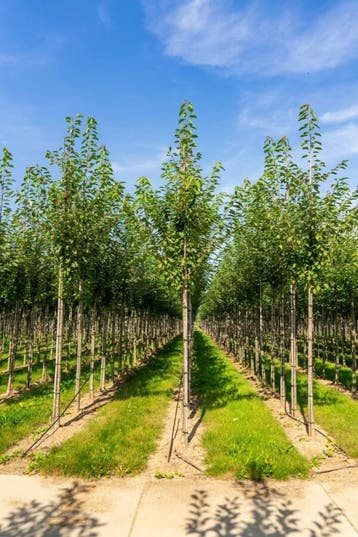 Prunus avium hoogstam 18/20