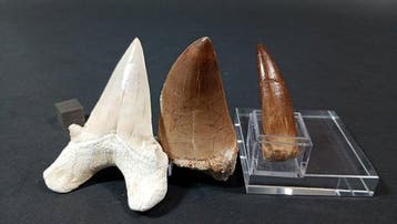 Haai, Mosasaurus en Plesiosaurus - Fossiele tanden - Otodus
