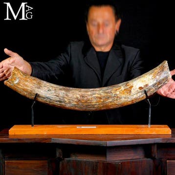 Fossiele slagtand van Mammuthus primigenius - Pleistoceen