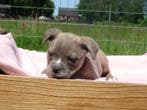 Old English Bulldog-pups, binnenkort beschikbaar!, Parvo, Nederland, 8 tot 15 weken, Bulldog