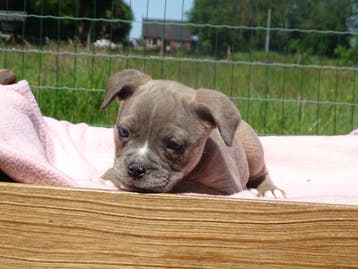 Old English Bulldog-pups, alleen teefjes! Beschikbaar, Parvo, Nederland, 8 tot 15 weken, Bulldog