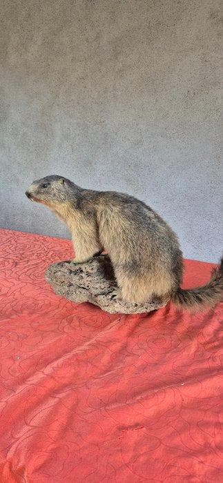 Marmot - Taxidermie wandmontage - Marmotta marmotta - grand, Nieuw
