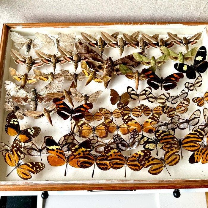 Grote entomologische collectie van 45 x Zuid-Amerikaanse dag, Verzamelen, Dierenverzamelingen