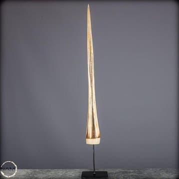Exclusief Blue-Marlin-Rostrum – sculpturale elegantie van de