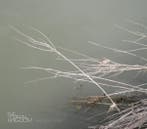 cd digi - The Green Kingdom - Twig And Twine, Verzenden, Zo goed als nieuw