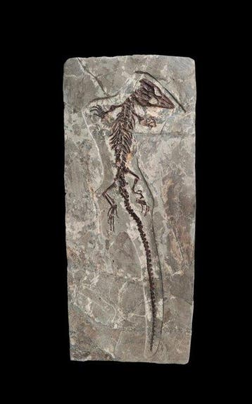 Niveau van de museumcollectie - Gefossiliseerd dier -
