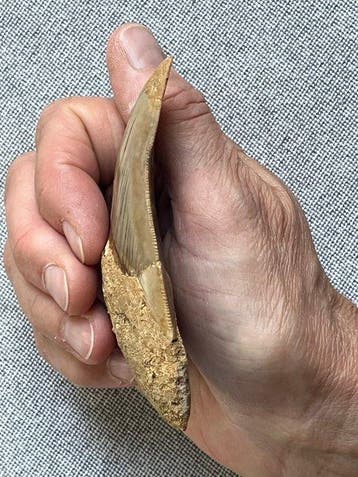 Megalodon-tand 9,6 cm - Fossiele tand - Carcharocles