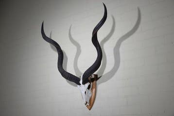 Greater Kudu Schedel - Tragelaphus strepsiceros - 112 cm -, Nieuw