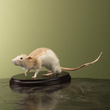 Tamme Rat Taxidermie Opgezette Dieren By Max, Ophalen of Verzenden, Nieuw, Wild dier, Opgezet dier