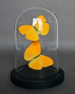 Vlinder Taxidermie volledige montage - Phoebis argante - 20, Nieuw