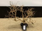 Osaka Bonsai Tree nr 22 - 44x15x37cm - aquascaping boom, Dieren en Toebehoren, Ophalen of Verzenden, Nieuw, Plant(en), Steen of Hout