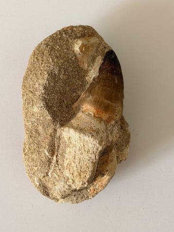 Mosasaurus - Fossiele tand (Zonder minimumprijs), Verzamelen, Mineralen en Fossielen