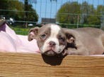 Old English Bulldog pups!  | Hartelijk Welkom.!, Parvo, Nederland, 8 tot 15 weken, Bulldog
