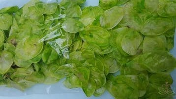 Lunaria Lime Groen Judaspenning, Ophalen of Verzenden, Nieuw