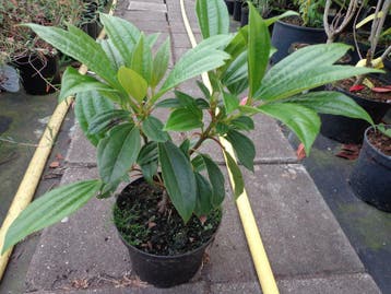 Viburnum davidii , sneeuwbal bladhoudend, Ophalen of Verzenden, In pot, Minder dan 100 cm