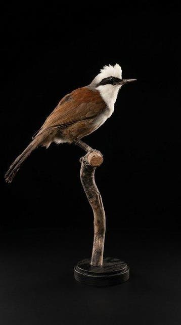 Garrulax met witte kuif Taxidermie volledige montage -, Nieuw