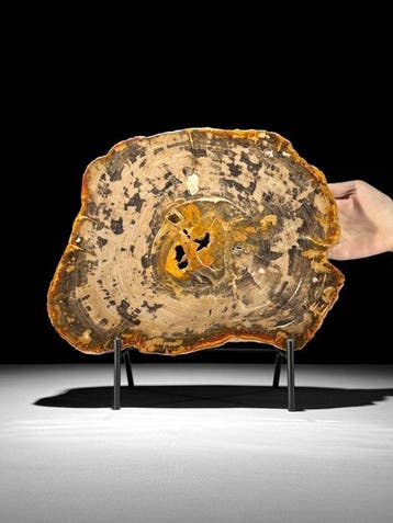 C - Prachtige grote plak versteend hout op een op maat