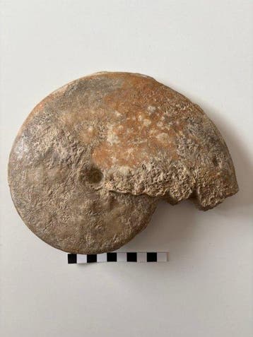 Ammoniet - Gefossiliseerde schelp - 16 cm - 21 cm, Verzamelen