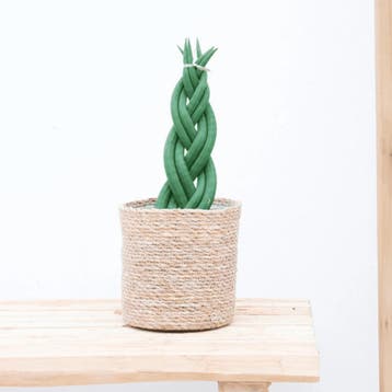 Green Bubble - Sansevieria cylindrica Twist - 40cm - Ø10 cm, Ophalen of Verzenden