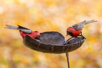 Beeld: vogeldrinkschaal met roodborsten, Antiek en Kunst, Ophalen of Verzenden