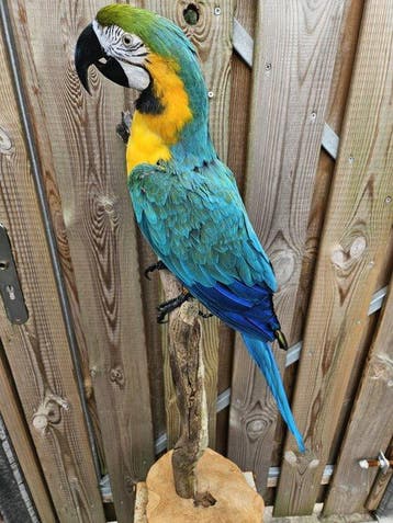 Super mooie hele grote forse blauw gele/ara van top, Nieuw