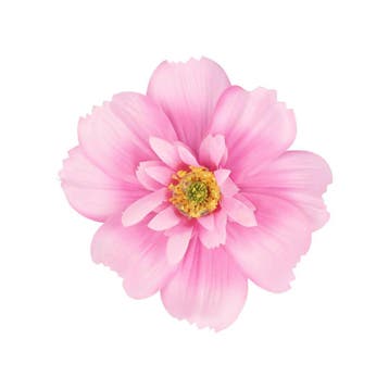 Haarspeld Duckklem 12cm – Haarbloem - Roze, Nieuw