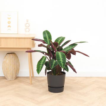Green Bubble - Calathea Warscewiczii - 70cm - Ø19 cm, Huis en Inrichting, Ophalen of Verzenden