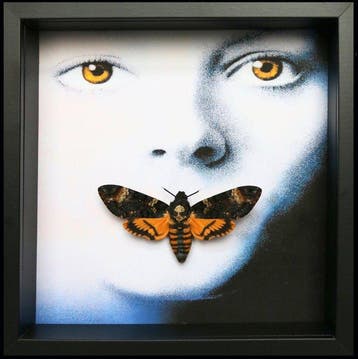 Mot Taxidermie volledige montage - Acherontia atropos - 23