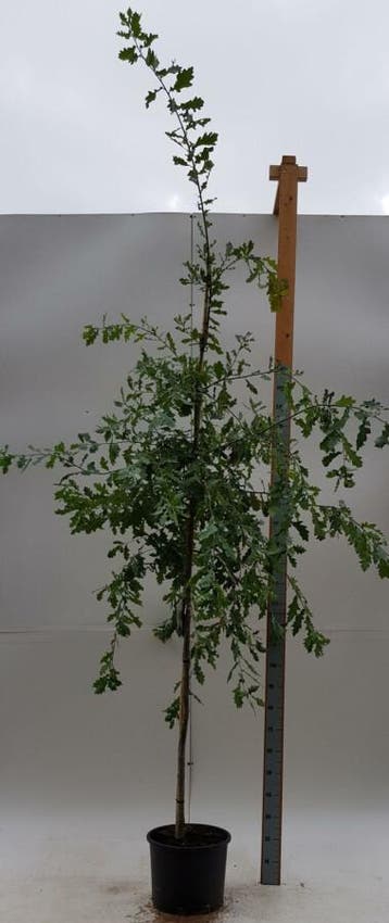Quercus robur hoogstam 18/20