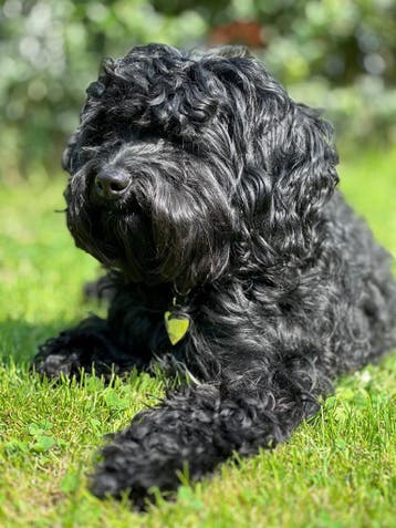 Cockapoo, Labradoodle, Maltipoo, België, 8 tot 15 weken, Parvo, Meerdere