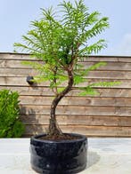 metasequoia bonsai in bonsaischaal - Hoogte (boom): 27 cm -