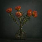 Tessa Posthuma de Boer - Proteas