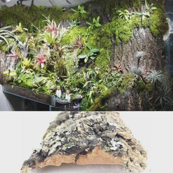 Natuurlijke Boomschors Decoratie voor Aquarium & Terrarium -, Dieren en Toebehoren, Verzenden, Nieuw