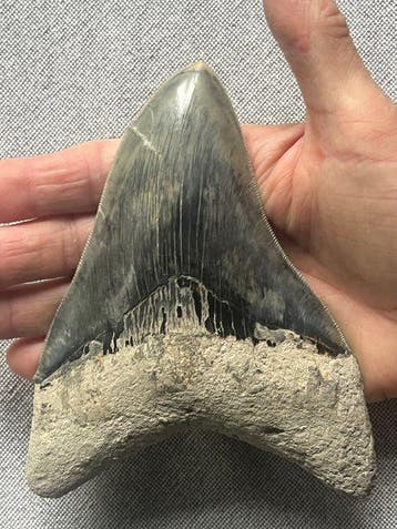 Grote Megalodon-tand 14,1 cm - Fossiele tand - Carcharocles