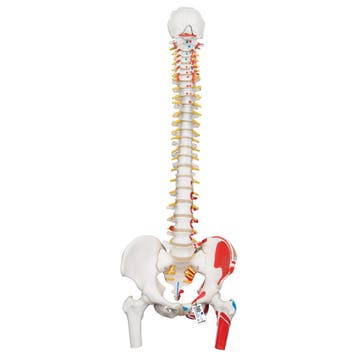 Anatomie model wervelkolom met spieren, 83 cm, Nieuw