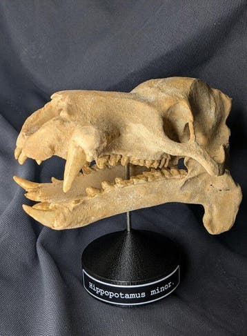 Fossiele schedel - Hippopotamus minor - smallest, Verzamelen