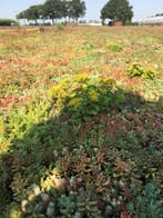 Groen dak / sedum dak / sedumcasettes / sedumtrays, Ophalen of Verzenden, Vaste plant, Bodembedekkers
